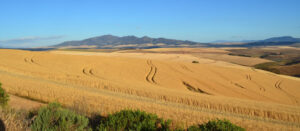 yield farming