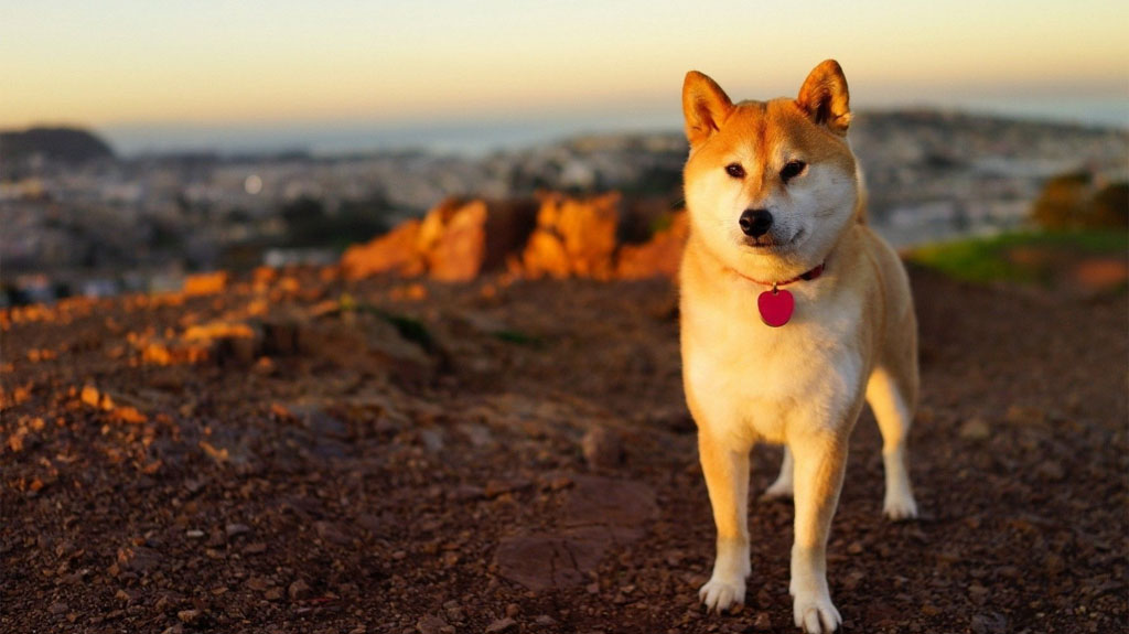 qumea shiba inu metaverso