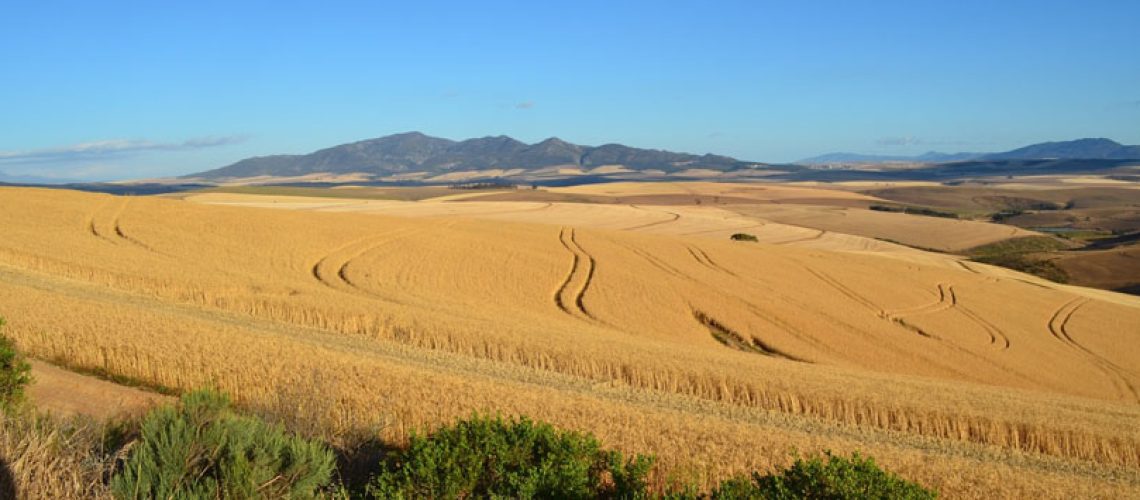 yield farming